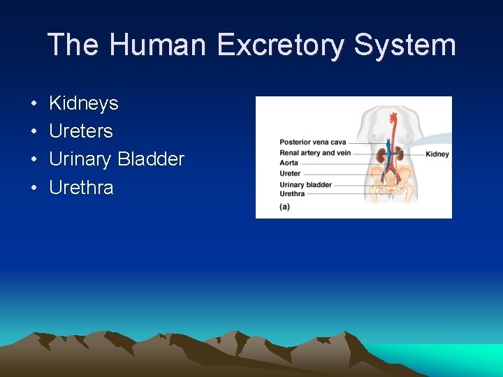 The Human Excretory System • • Kidneys Ureters Urinary Bladder Urethra 