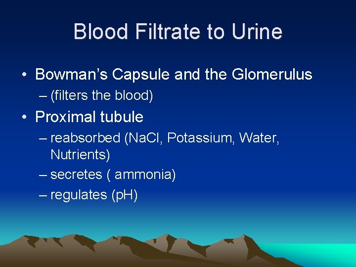 Blood Filtrate to Urine • Bowman’s Capsule and the Glomerulus – (filters the blood)