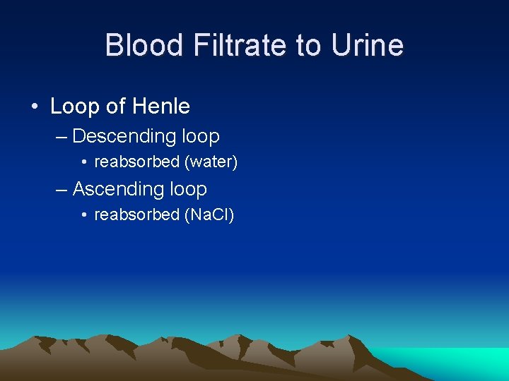 Blood Filtrate to Urine • Loop of Henle – Descending loop • reabsorbed (water)