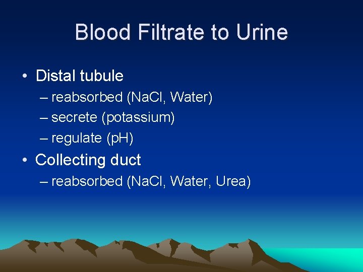 Blood Filtrate to Urine • Distal tubule – reabsorbed (Na. Cl, Water) – secrete