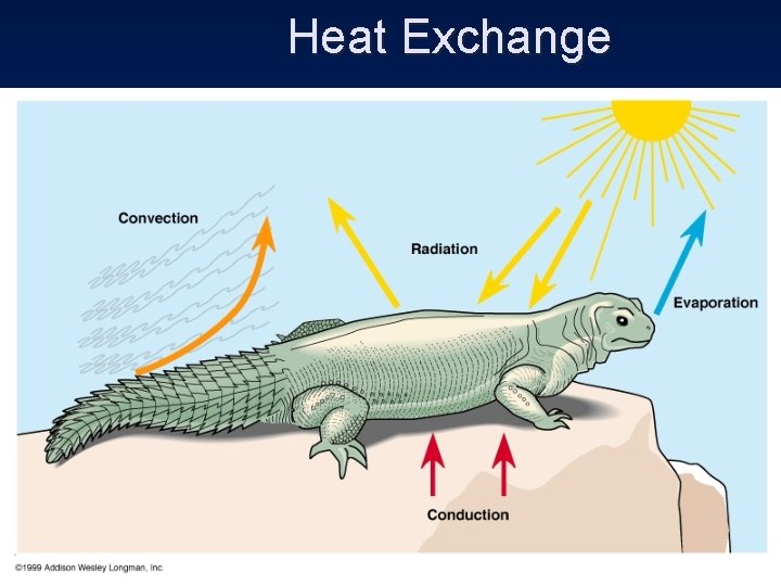 Heat Exchange 