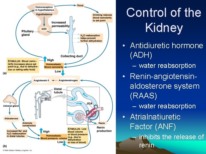 Control of the Kidney • Antidiuretic hormone (ADH) – water reabsorption • Renin-angiotensinaldosterone system