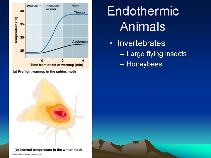 Endothermic Animals • Invertebrates – Large flying insects – Honeybees 