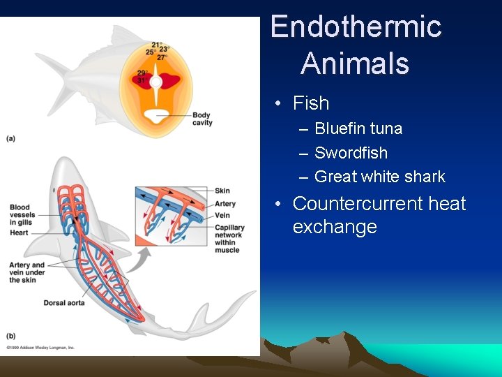 Endothermic Animals • Fish – Bluefin tuna – Swordfish – Great white shark •