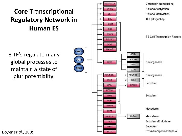 Core Transcriptional Regulatory Network in Human ES 3 TF’s regulate many global processes to