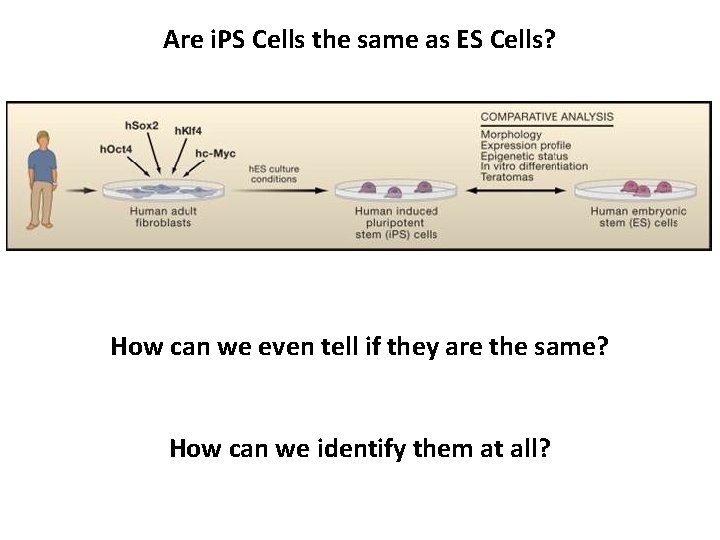 Are i. PS Cells the same as ES Cells? How can we even tell