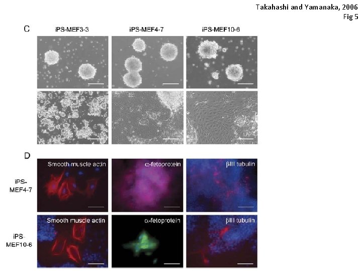 Takahashi and Yamanaka, 2006 Fig 5 