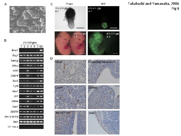 Takahashi and Yamanaka, 2006 Fig 6 