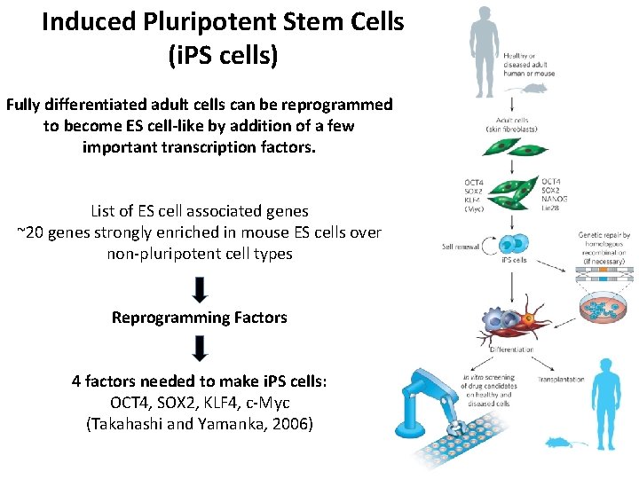 Induced Pluripotent Stem Cells (i. PS cells) Fully differentiated adult cells can be reprogrammed