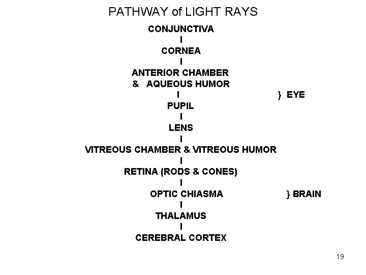 PATHWAY of LIGHT RAYS CONJUNCTIVA I CORNEA I ANTERIOR CHAMBER & AQUEOUS HUMOR I
