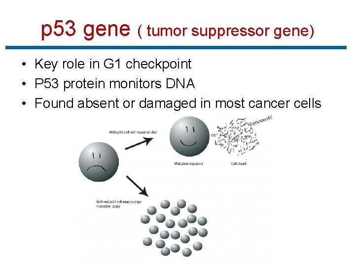 p 53 gene ( tumor suppressor gene) • Key role in G 1 checkpoint