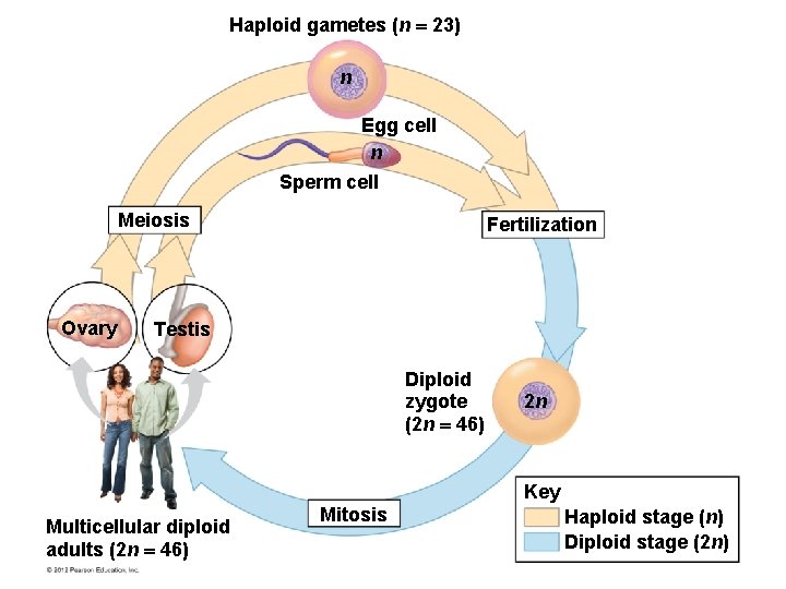 Haploid gametes (n 23) n Egg cell n Sperm cell Meiosis Ovary Fertilization Testis