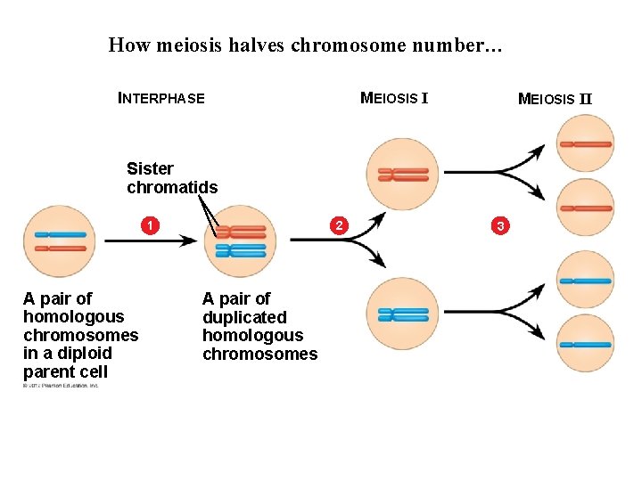 How meiosis halves chromosome number… MEIOSIS I INTERPHASE MEIOSIS II Sister chromatids 2 1