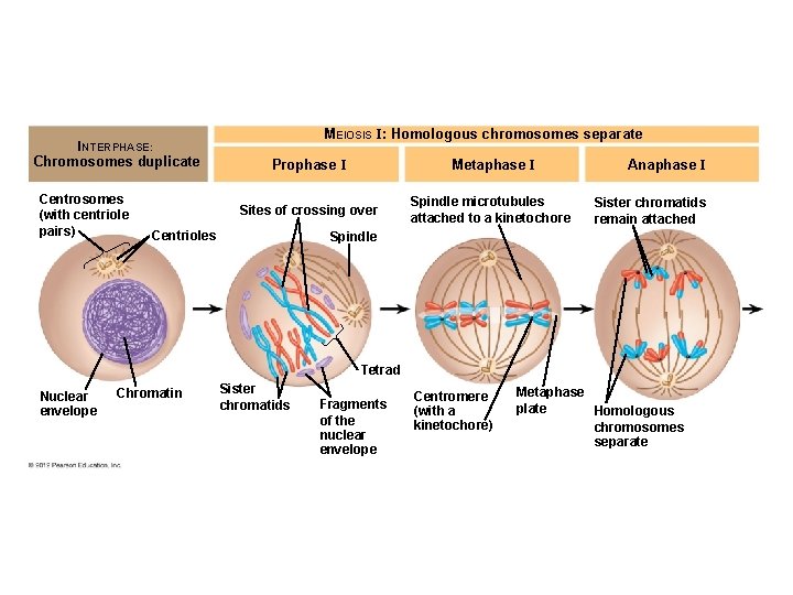 MEIOSIS I: Homologous chromosomes separate INTERPHASE: Chromosomes duplicate Centrosomes (with centriole pairs) Prophase I