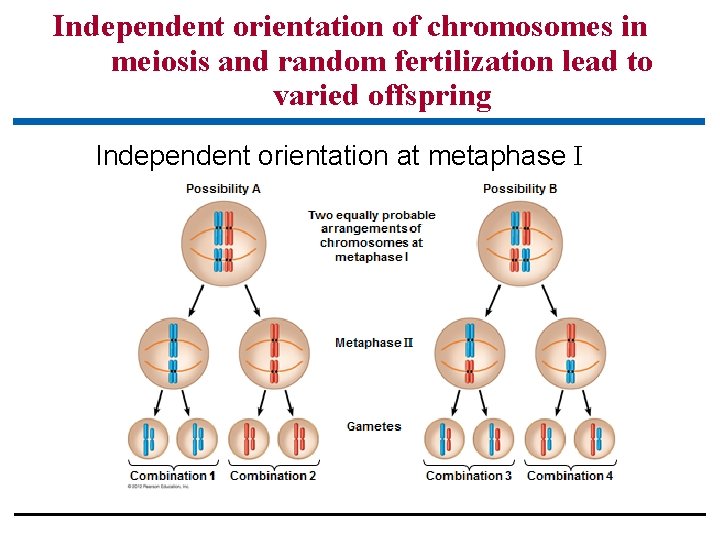 Independent orientation of chromosomes in meiosis and random fertilization lead to varied offspring Independent