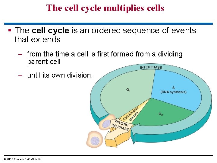 The cell cycle multiplies cells § The cell cycle is an ordered sequence of