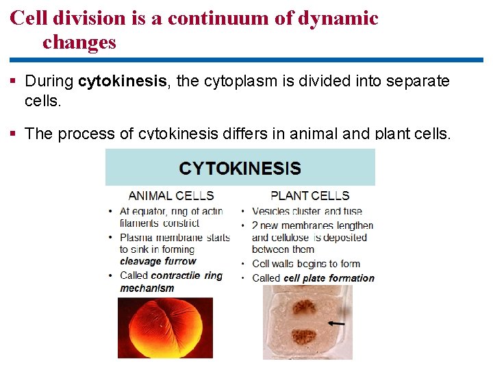 Cell division is a continuum of dynamic changes § During cytokinesis, the cytoplasm is