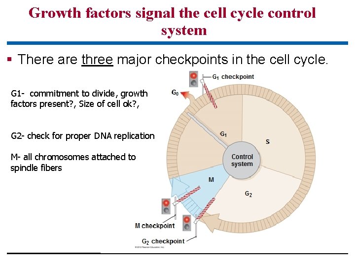 Growth factors signal the cell cycle control system § There are three major checkpoints