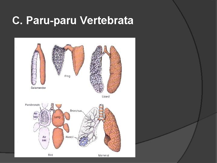 C. Paru-paru Vertebrata 