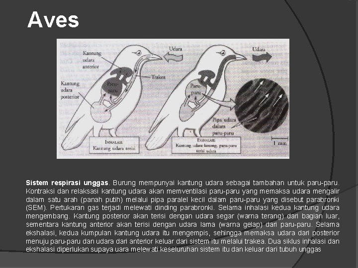Aves Sistem respirasi unggas. Burung mempunyai kantung udara sebagai tambahan untuk paru-paru. Kontraksi dan