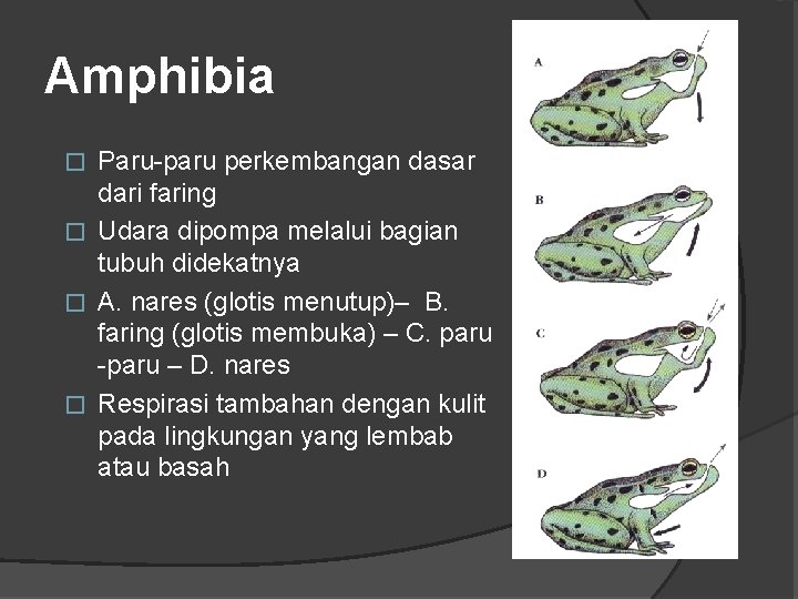 Amphibia Paru-paru perkembangan dasar dari faring � Udara dipompa melalui bagian tubuh didekatnya �