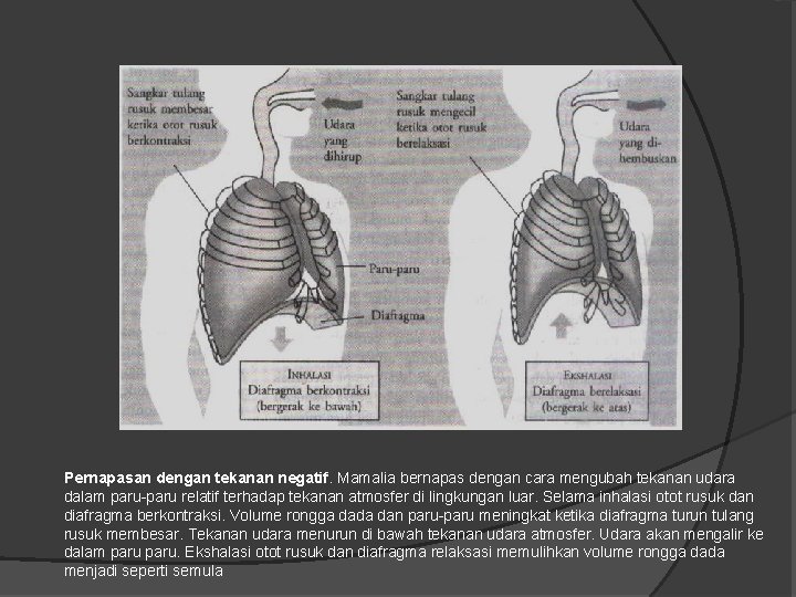 Pernapasan dengan tekanan negatif. Mamalia bernapas dengan cara mengubah tekanan udara dalam paru-paru relatif