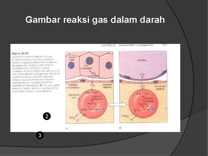 Gambar reaksi gas dalam darah 2 3 