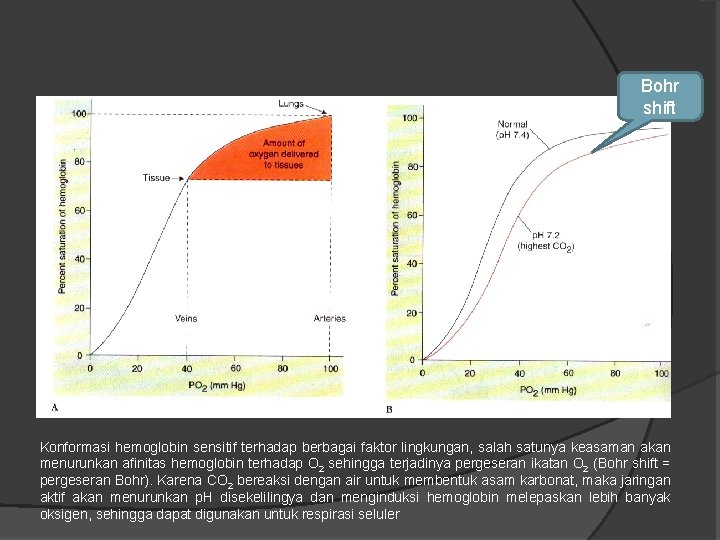 Bohr shift Konformasi hemoglobin sensitif terhadap berbagai faktor lingkungan, salah satunya keasaman akan menurunkan
