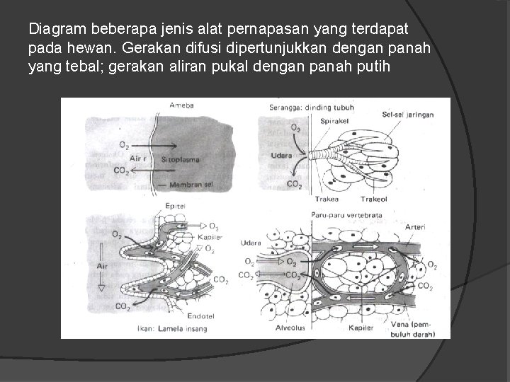 Diagram beberapa jenis alat pernapasan yang terdapat pada hewan. Gerakan difusi dipertunjukkan dengan panah