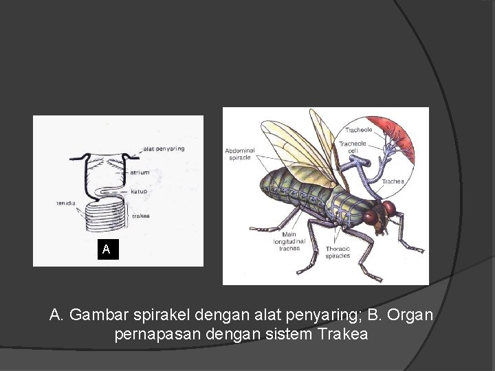 A B. A. Gambar spirakel dengan alat penyaring; B. Organ pernapasan dengan sistem Trakea