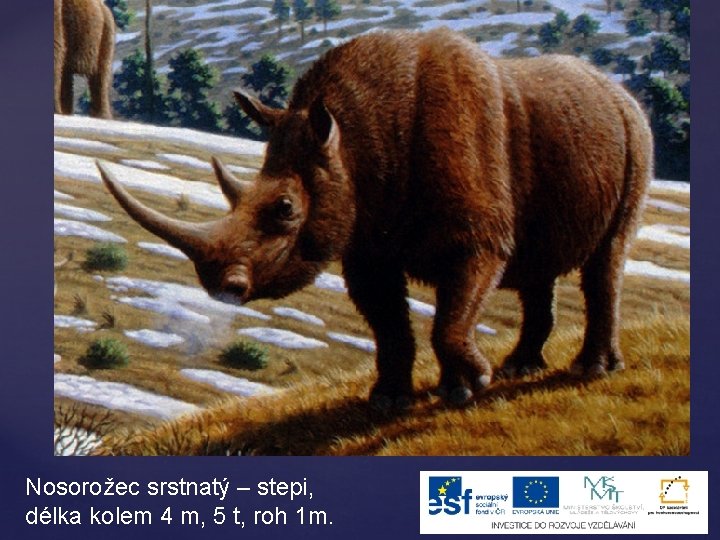 Nosorožec srstnatý – stepi, délka kolem 4 m, 5 t, roh 1 m. 