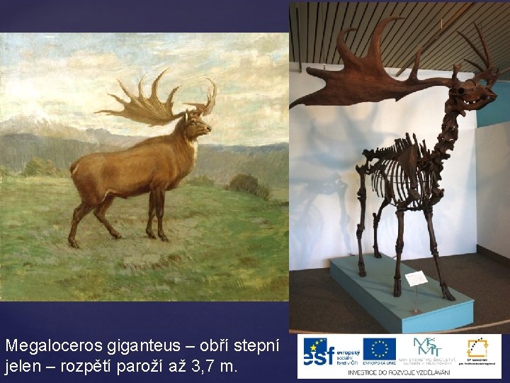 Megaloceros giganteus – obří stepní jelen – rozpětí paroží až 3, 7 m. 