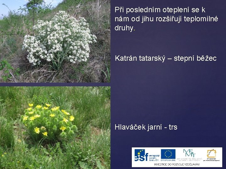 Při posledním oteplení se k nám od jihu rozšiřují teplomilné druhy. Katrán tatarský –