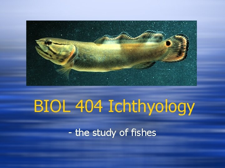 BIOL 404 Ichthyology - the study of fishes 