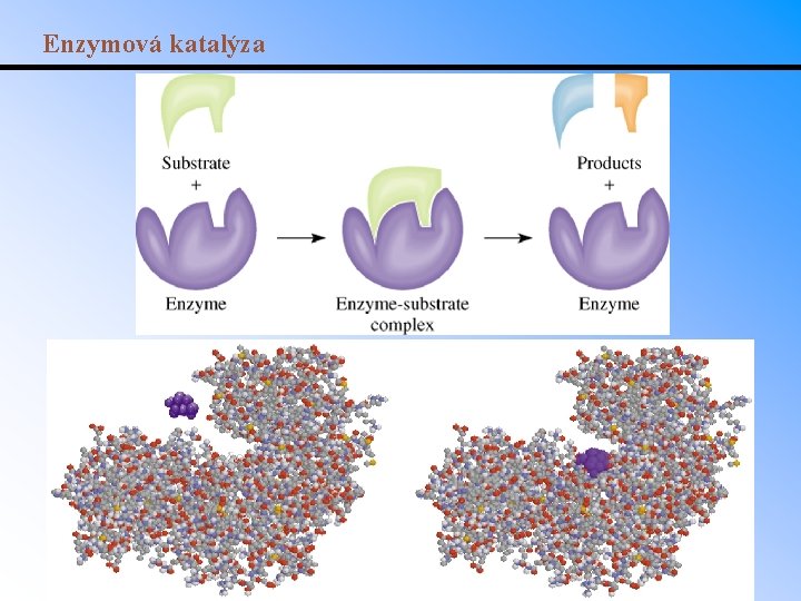 Enzymová katalýza 