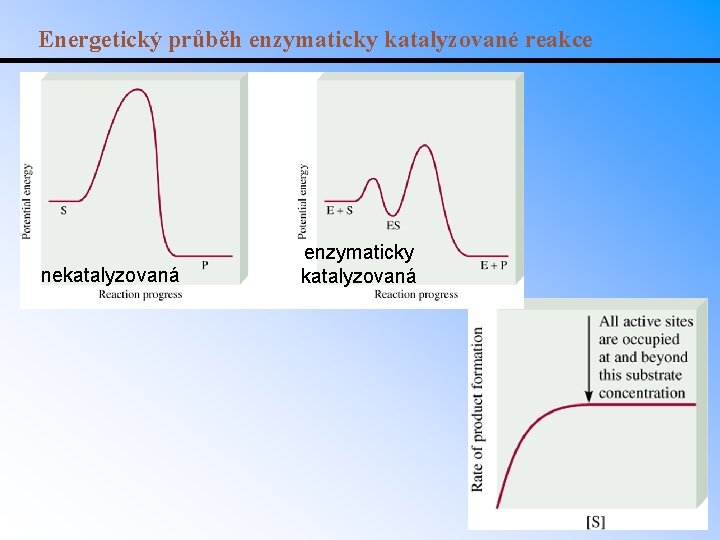 Energetický průběh enzymaticky katalyzované reakce nekatalyzovaná enzymaticky katalyzovaná 