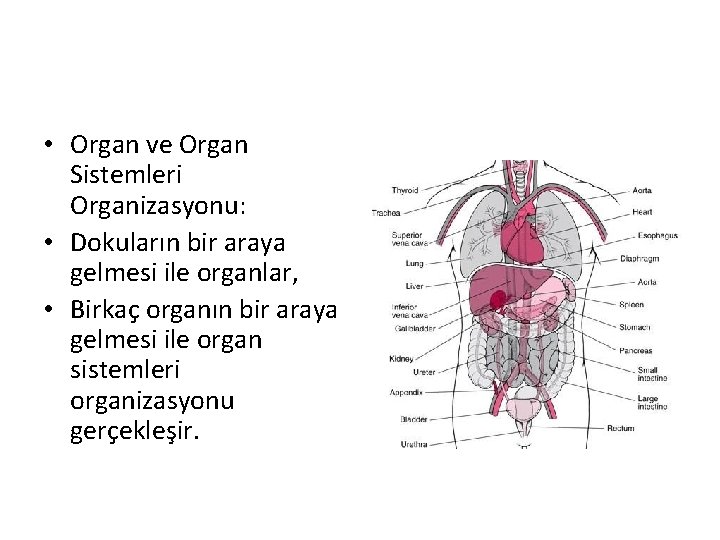  • Organ ve Organ Sistemleri Organizasyonu: • Dokuların bir araya gelmesi ile organlar,