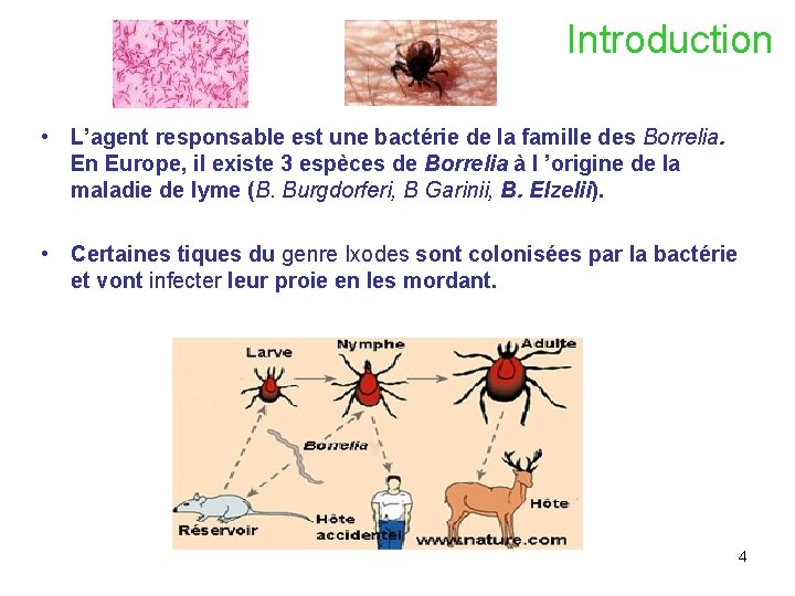 Introduction • L’agent responsable est une bactérie de la famille des Borrelia. En Europe,