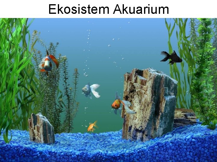 Ekosistem Akuarium 