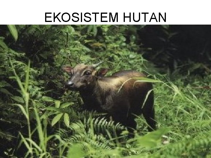 EKOSISTEM HUTAN 