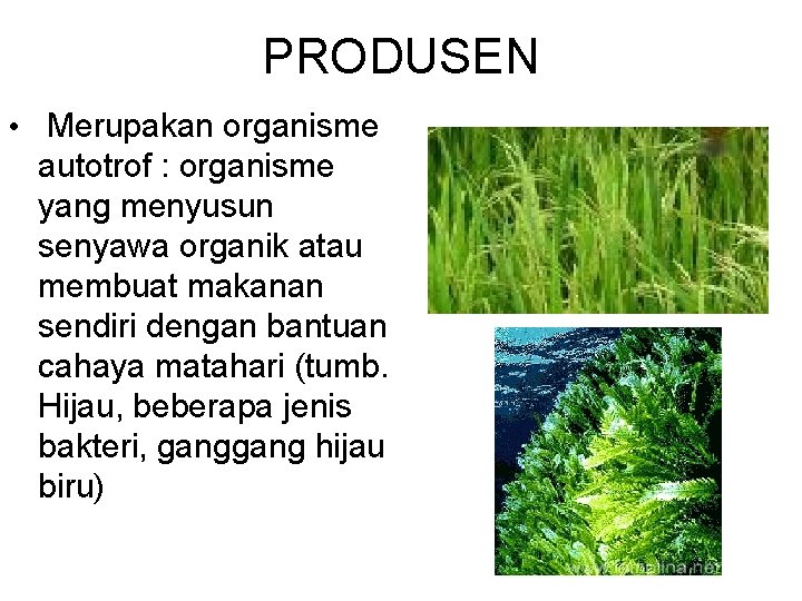 PRODUSEN • Merupakan organisme autotrof : organisme yang menyusun senyawa organik atau membuat makanan