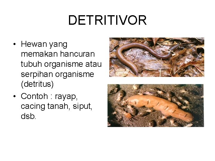 DETRITIVOR • Hewan yang memakan hancuran tubuh organisme atau serpihan organisme (detritus) • Contoh
