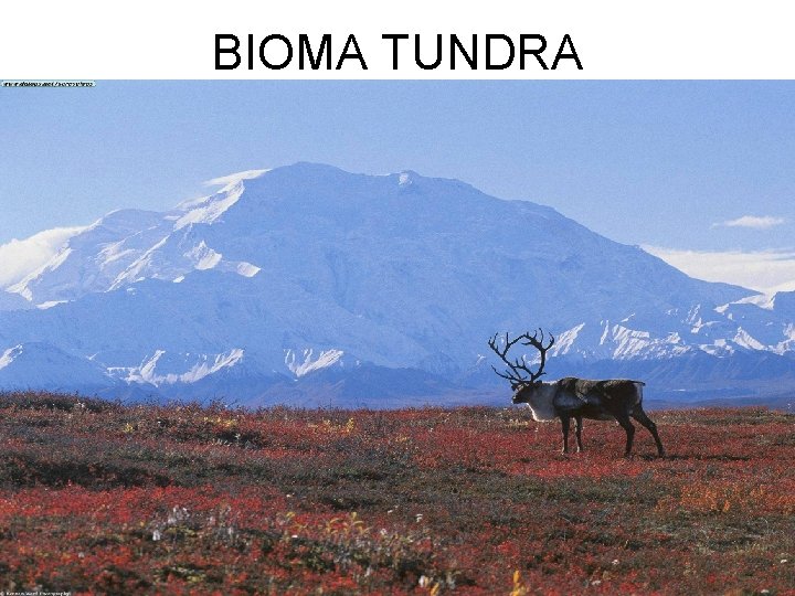 BIOMA TUNDRA 