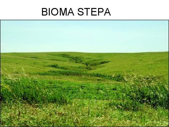 BIOMA STEPA 