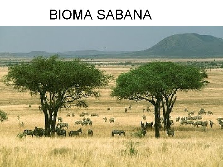 BIOMA SABANA 