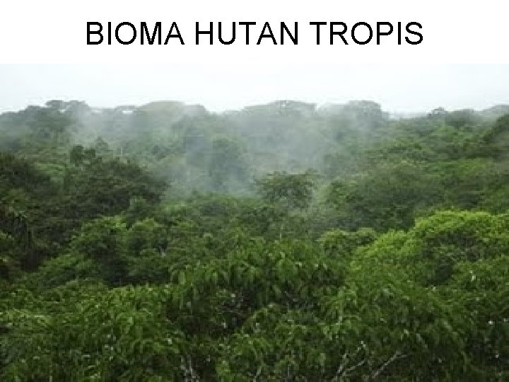 BIOMA HUTAN TROPIS 