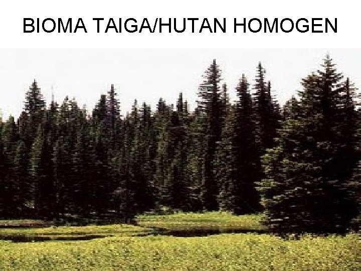 BIOMA TAIGA/HUTAN HOMOGEN 