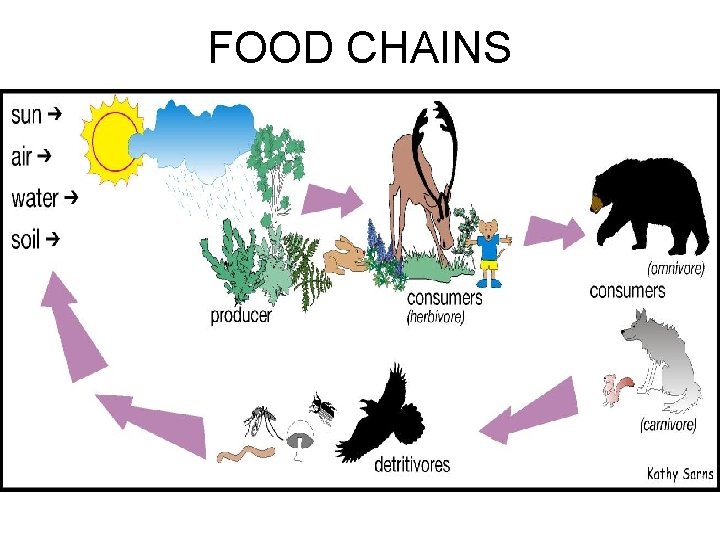 FOOD CHAINS 