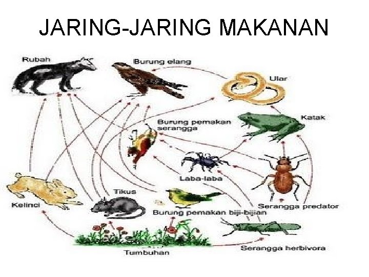 JARING-JARING MAKANAN 