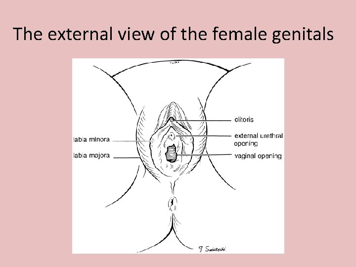 The external view of the female genitals 